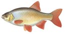 Турбаза Малиновка - иконка «рыбалка» в Верхнем Авзяне